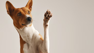 Cães de suporte emocional são garantidos por lei - Reprodução / Freepik