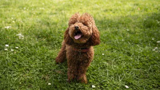 Ilustrativa / FreePik