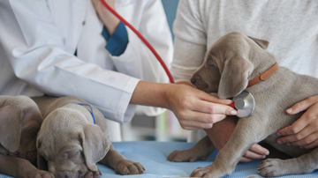 Divulgação Anclivepa-MG