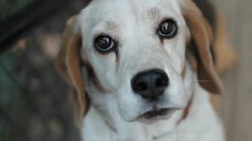 Madronka por Pixabay