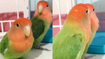 Reprodução/TikTok @mazulovebirds