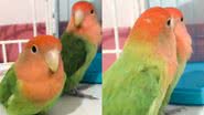 Reprodução/TikTok @mazulovebirds