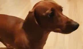 Reprodução/ Vídeo