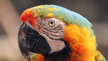 Manfred Richter por Pixabay