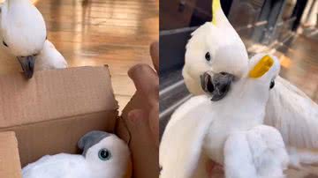 Reprodução/TikTok @zezecacatua