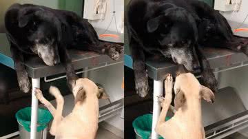 Reprodução/Instagram @sa.petshop