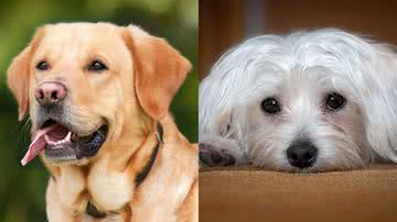 Imagem Cachorro em escritório? Saiba melhores raças de cães para levar para o trabalho