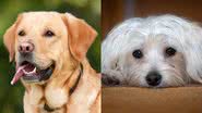 Imagem Cachorro em escritório? Saiba melhores raças de cães para levar para o trabalho