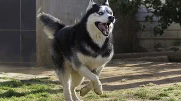 Lynn Coetzee por Pixabay