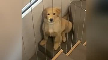 Reprodução/TikTok @affmamae