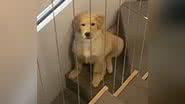 Reprodução/TikTok @affmamae