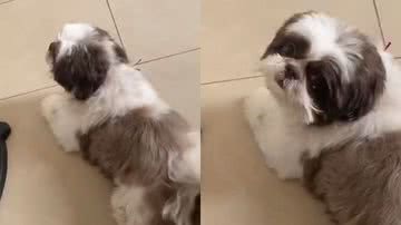 Reprodução/TikTok @osmeusfylhos