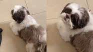 Reprodução/TikTok @osmeusfylhos
