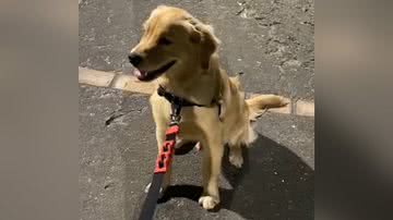 Reprodução/TikTok @brebote.golden