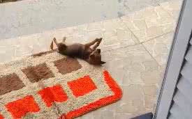 Reprodução/ Vídeo