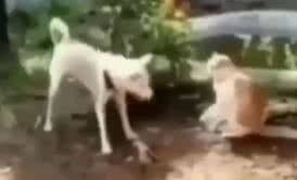 Reprodução/ Vídeo