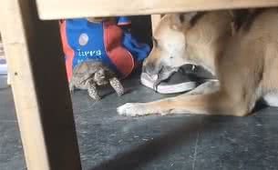 Reprodução/ Vídeo