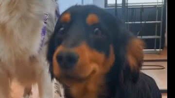 Reprodução/ Vídeo