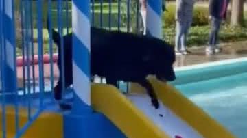 Reprodução/ Vídeo