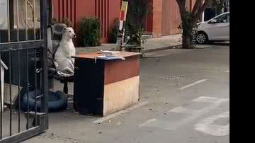 Reprodução/ Vídeo/TikTok  @pieradelcampo_