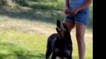 Reprodução/ Vídeo