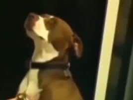 Reprodução/ Vídeo