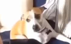 Reprodução/ Vídeo