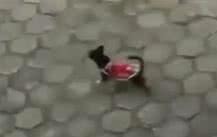 Reprodução/ Vídeo