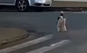 Reprodução/ Vídeo