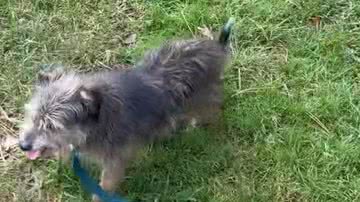 Reprodução/ Vídeo