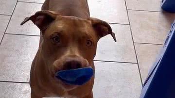 Reprodução/ Vídeo