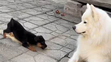 Reprodução/ Vídeo