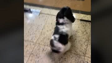 Reprodução / Tik Tok