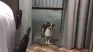 Reprodução/ Vídeo