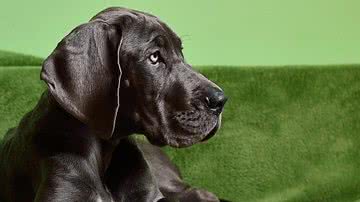 Martin Tajmr por Pixabay