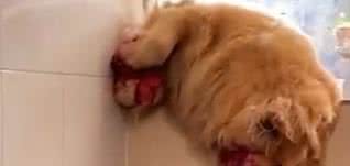 Reprodução/ Vídeo/TikTok  @dr.marcellocruz