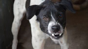 Reprodução/Pixabay