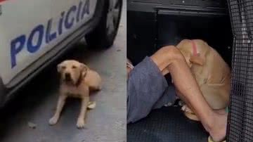 Créditos : 🔥 Camelo Blindado 🔥 : r/DoglaREDDIT