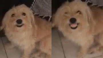 Reprodução/TikTok @amandaaaragao