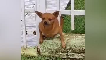 Reprodução/TikTok @pinscher_lola