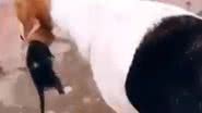 Reprodução/ Vídeo/ Twitter