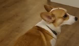 Reprodução/ Vídeo