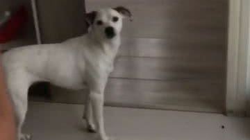 Reprodução/ Vídeo