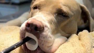 Reprodução/ Vídeo/ TikTok  @canguruvet