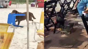 Reprodução/TikTok @lopeselika