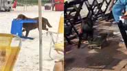 Reprodução/TikTok @lopeselika