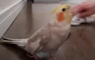 Reprodução/ Vídeo