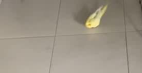 Reprodução/ Vídeo