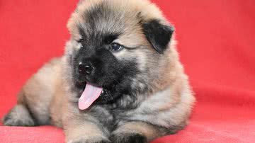 Reprodução/Pixabay