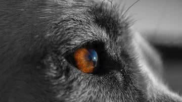 Foundry Co por Pixabay